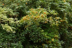 Pittosporum dasycaulon